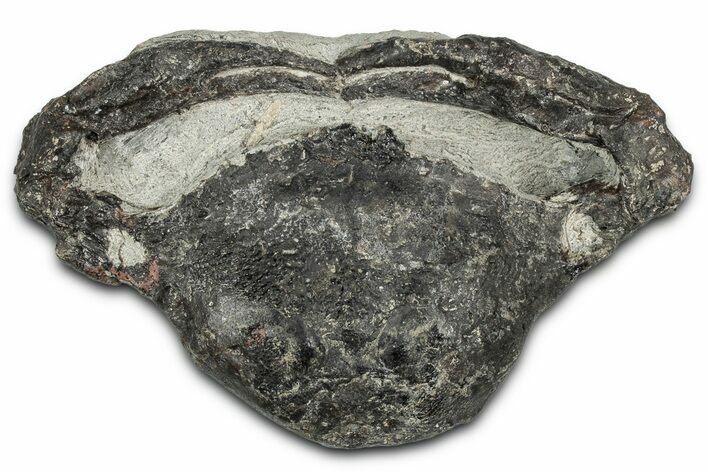 Eocene Fossil Crab (Meandercampus) - Washington State #349489